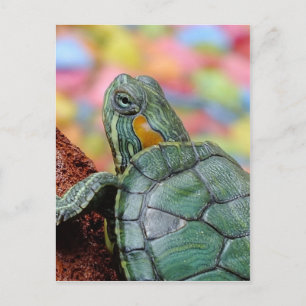 Roodoorschildpad Briefkaart