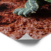 Roodoorschildpad Poster (Hoek)