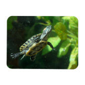 roodoorzeeschildpad magneet (Horizontaal)