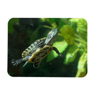 roodoorzeeschildpad magneet