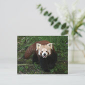 Roodpanda-briefkaart Briefkaart (Staand voorkant)