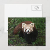 Roodpanda-briefkaart Briefkaart (Voorkant / Achterkant)