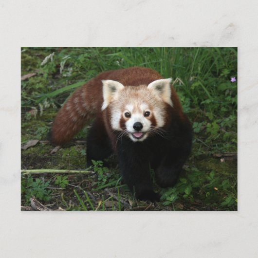 Roodpanda-briefkaart Briefkaart (Voorkant)
