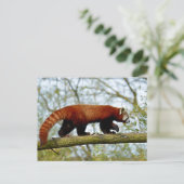 Roodpanda loopt op een tak briefkaart (Staand voorkant)