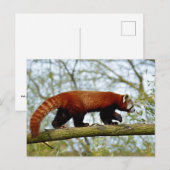 Roodpanda loopt op een tak briefkaart (Voorkant / Achterkant)