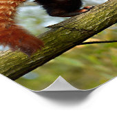 Roodpanda loopt op een tak poster (Hoek)