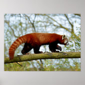 Roodpanda loopt op een tak poster (Voorkant)