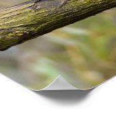 Roodpanda loopt op een tak poster (Hoek)