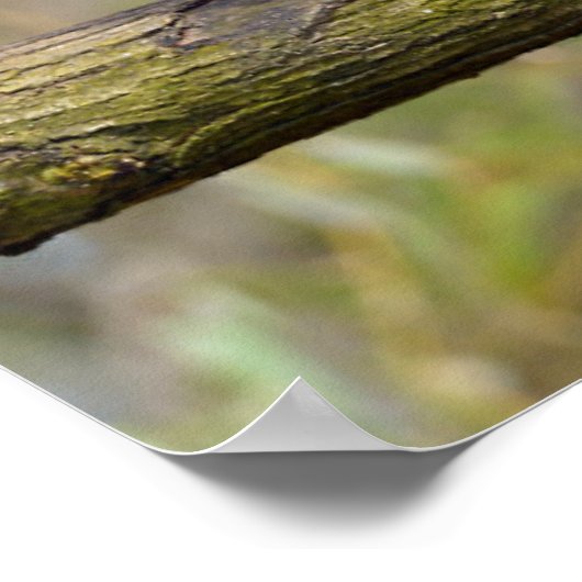 Roodpanda loopt op een tak poster (Hoek)