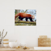 Roodpanda loopt op een tak poster (Keuken)