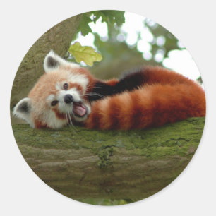 Roodpandjessticker Ronde Sticker