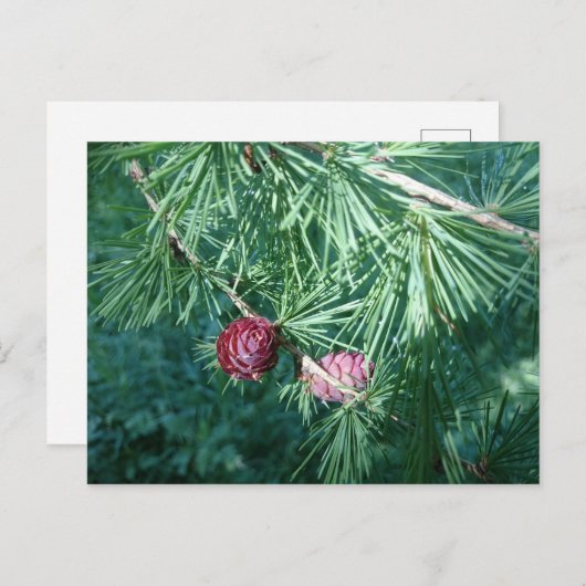 Roodpine Cones | BRIEFKAART (Voorkant / Achterkant)
