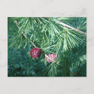 Roodpine Cones   BRIEFKAART