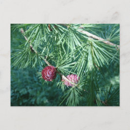 Roodpine Cones | BRIEFKAART