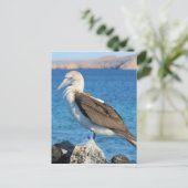 roodpootvogel briefkaart (Staand voorkant)
