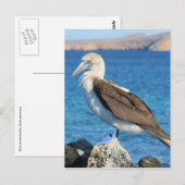 roodpootvogel briefkaart (Voorkant / Achterkant)