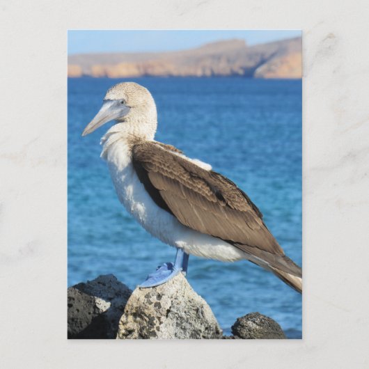 roodpootvogel briefkaart (Voorkant)