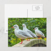 Roodpotige Drieteenmeeuwen Briefkaart (Voorkant / Achterkant)