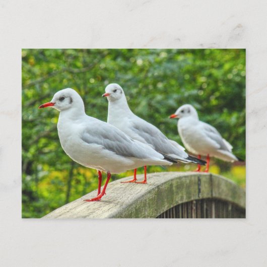 Roodpotige Drieteenmeeuwen Briefkaart (Voorkant)