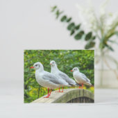 Roodpotige Drieteenmeeuwen Briefkaart (Staand voorkant)