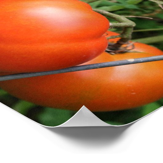 Roodrijpe tuintomaten op Abstracte wijn Poster (Hoek)