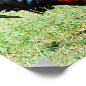 Roodrode oerwouden Kauai Hawaii Poster (Hoek)