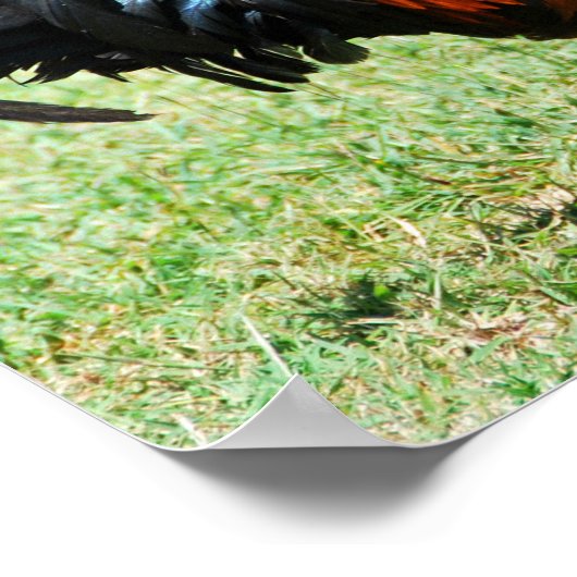 Roodrode oerwouden Kauai Hawaii Poster (Hoek)