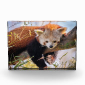 Roodrode panda fotoblokken (Voorkant)