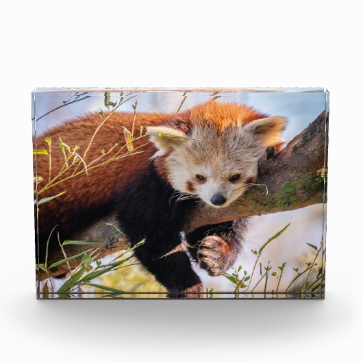 Roodrode panda fotoblokken (Voorkant)