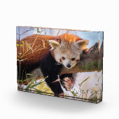 Roodrode panda fotoblokken (Rechts)