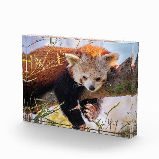 Roodrode panda fotoblokken (Rechts)