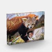 Roodrode panda fotoblokken (Links)