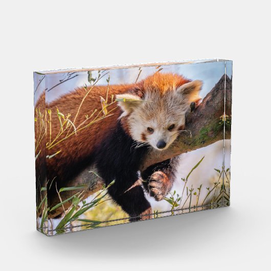 Roodrode panda fotoblokken (Links)