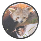 Roodrode panda hockey puck (Voorkant)