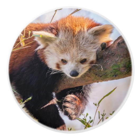 Roodrode panda keramische knop (Voorkant)