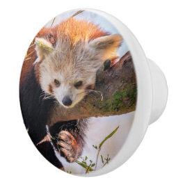 Roodrode panda keramische knop