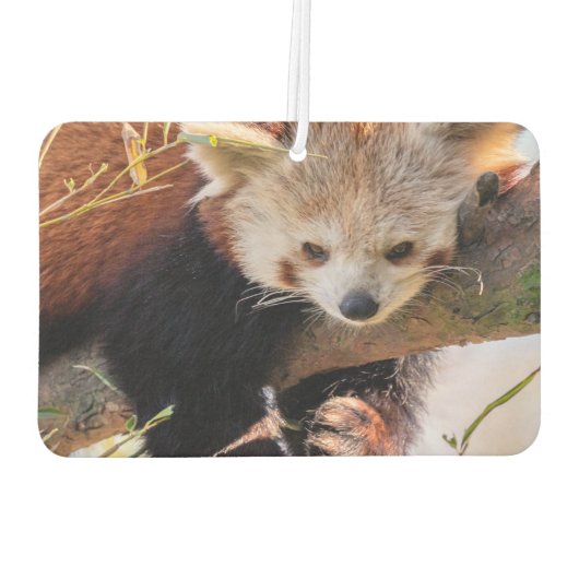 Roodrode panda luchtverfrisser (Achterkant)