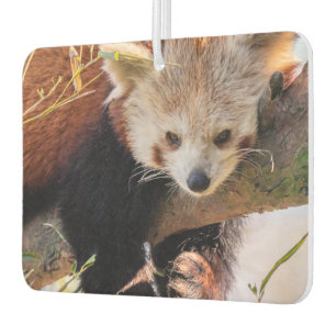 Roodrode panda luchtverfrisser