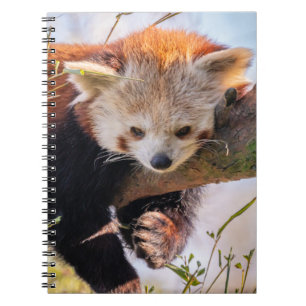 Roodrode panda notitieboek