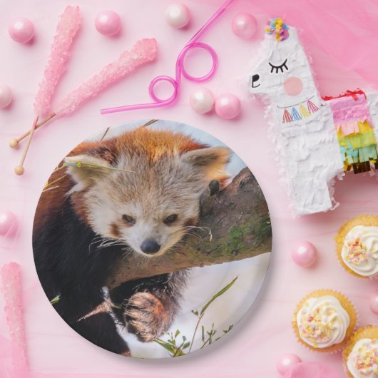 Roodrode panda papieren bordje (Feest)