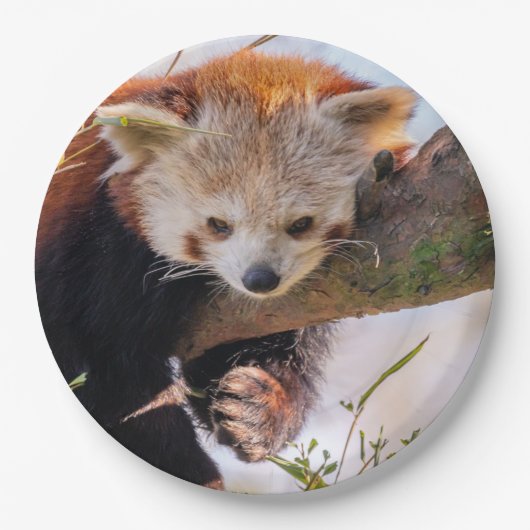 Roodrode panda papieren bordje (Voorkant)