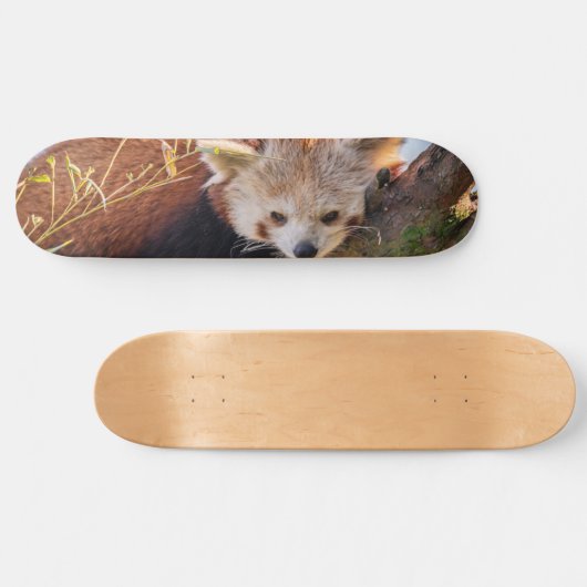 Roodrode panda persoonlijk skateboard (Horizontaal)