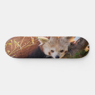Roodrode panda persoonlijk skateboard