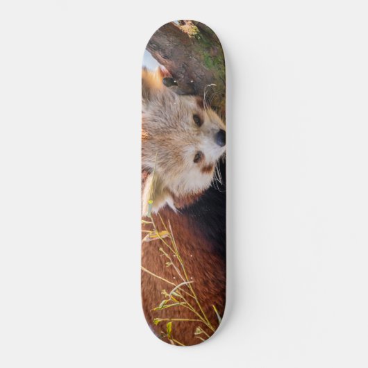 Roodrode panda persoonlijk skateboard (Voorkant)