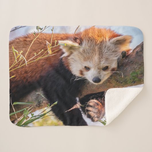 Roodrode panda sherpa deken (Voorkant (horizontaal))
