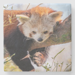 Roodrode panda stenen onderzetter