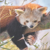 Roodrode panda sticker (Voorkant)