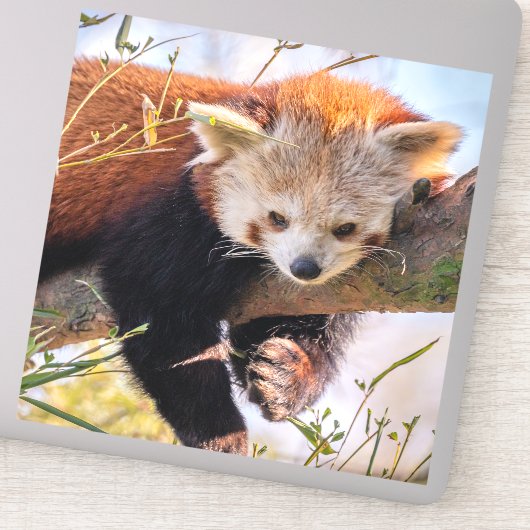 Roodrode panda sticker (Detail)