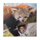 Roodrode panda tegeltje (Voorkant)