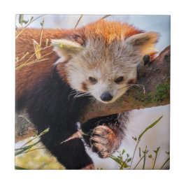 Roodrode panda tegeltje